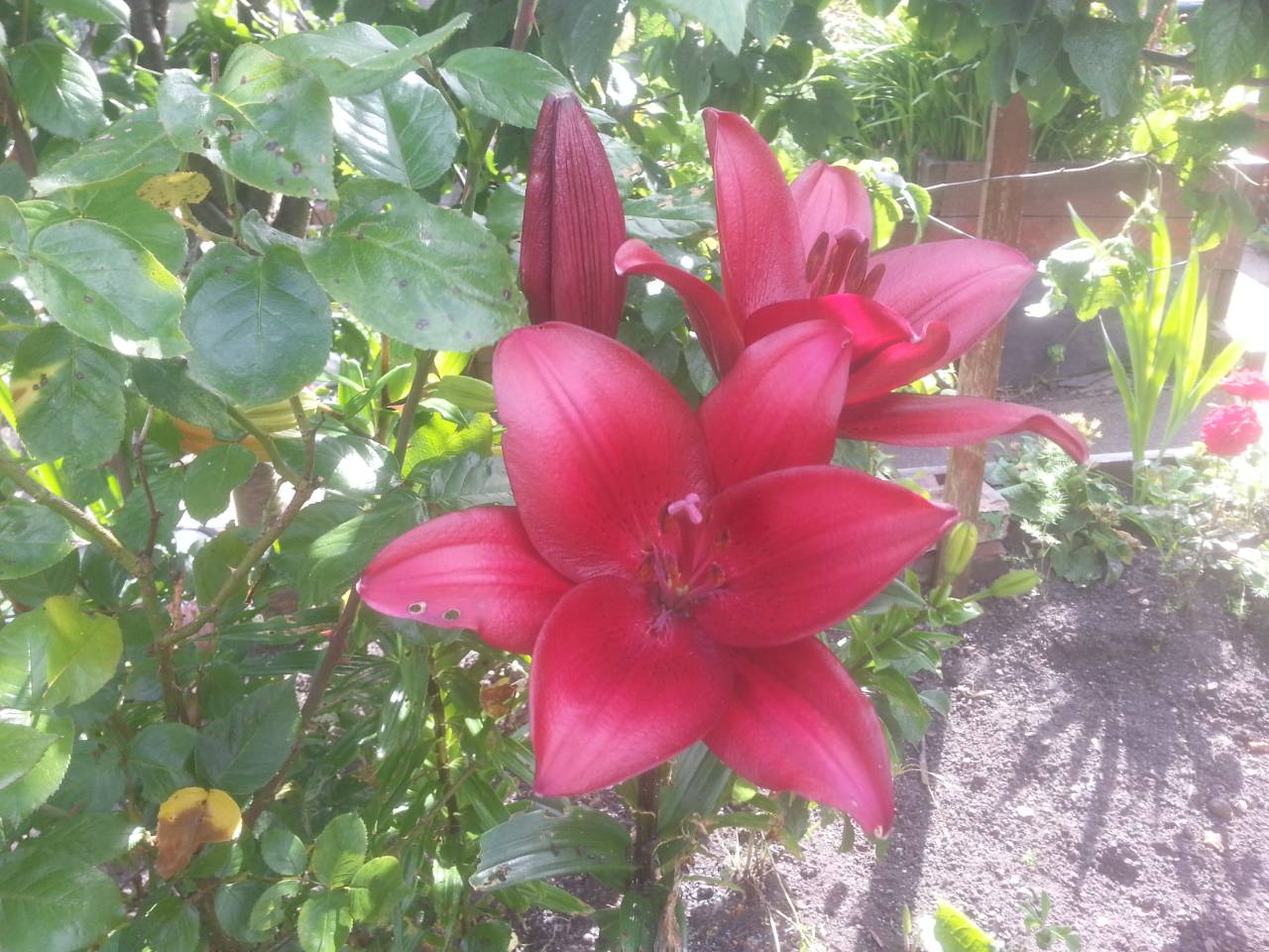 Giant Pink Lily