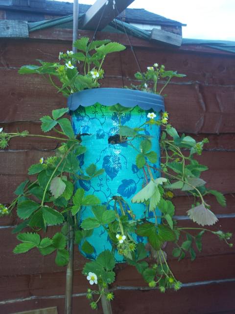 Strawberry plant in a hanging basket