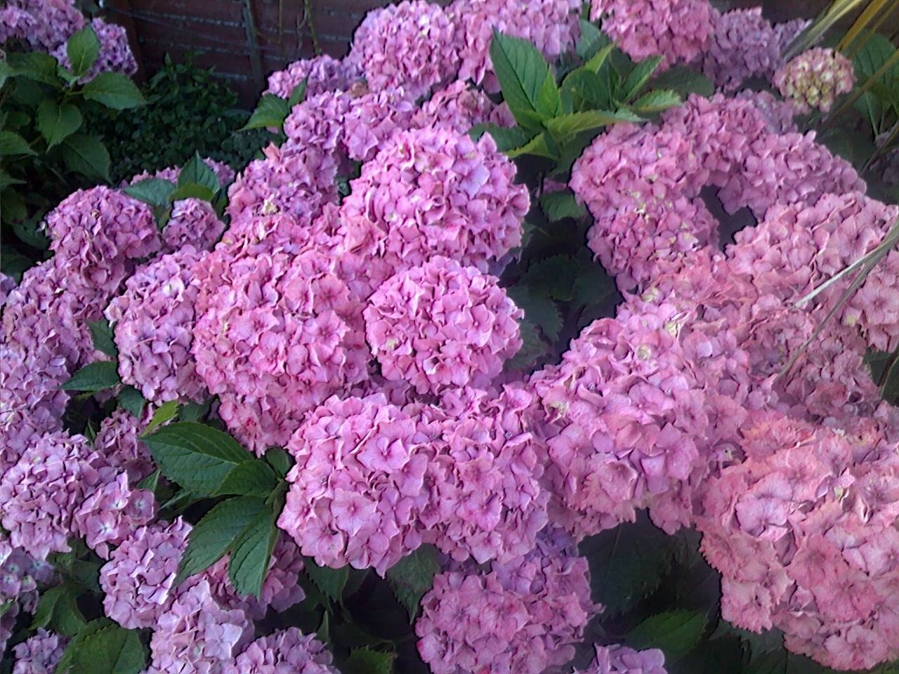 Hydrangeas